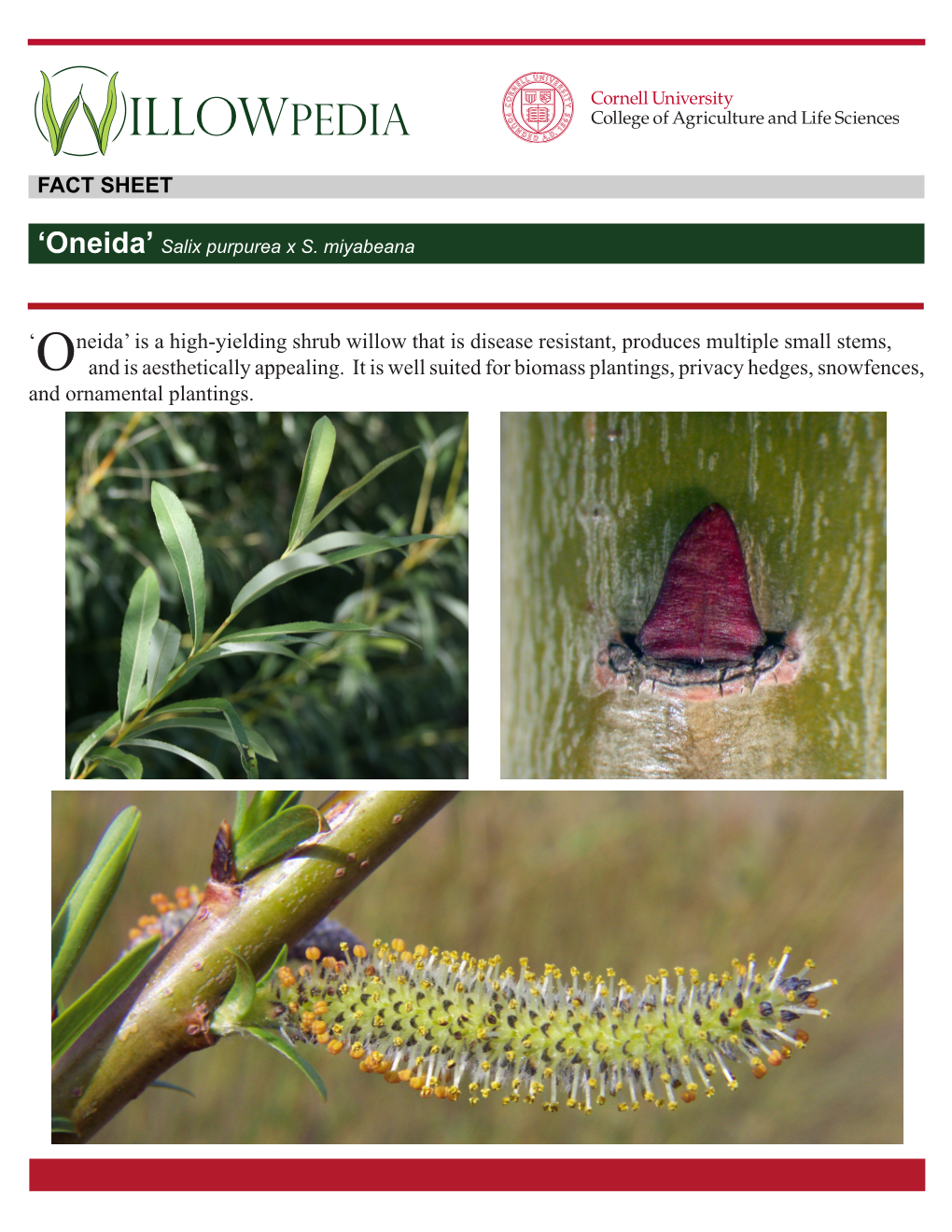 Salix Purpurea × S. Miyabeana ‘Oneida’ (Family: Salicaceae) U.S