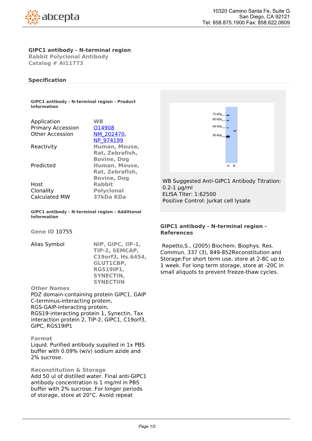 GIPC1 Antibody - N-Terminal Region Rabbit Polyclonal Antibody Catalog # AI11773