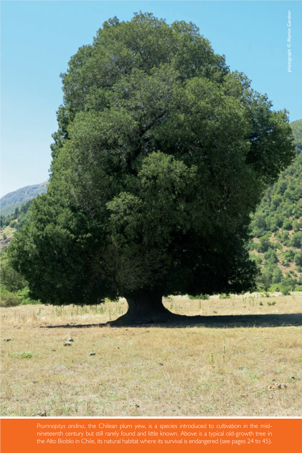 Prumnopitys Andina, the Chilean Plum Yew, Is a Species Introduced to Cultivation in The