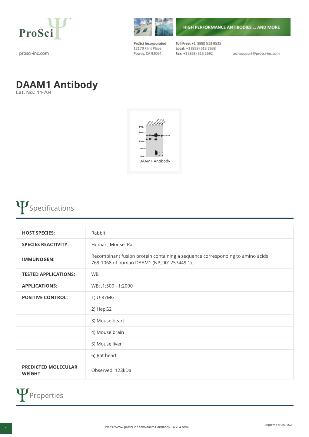 DAAM1 Antibody Cat