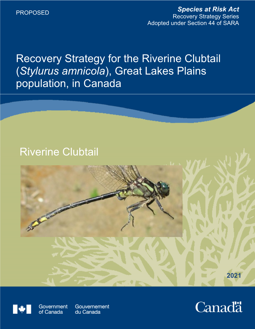 Riverine Clubtail (Stylurus Amnicola), Great Lakes Plains Population, in Canada