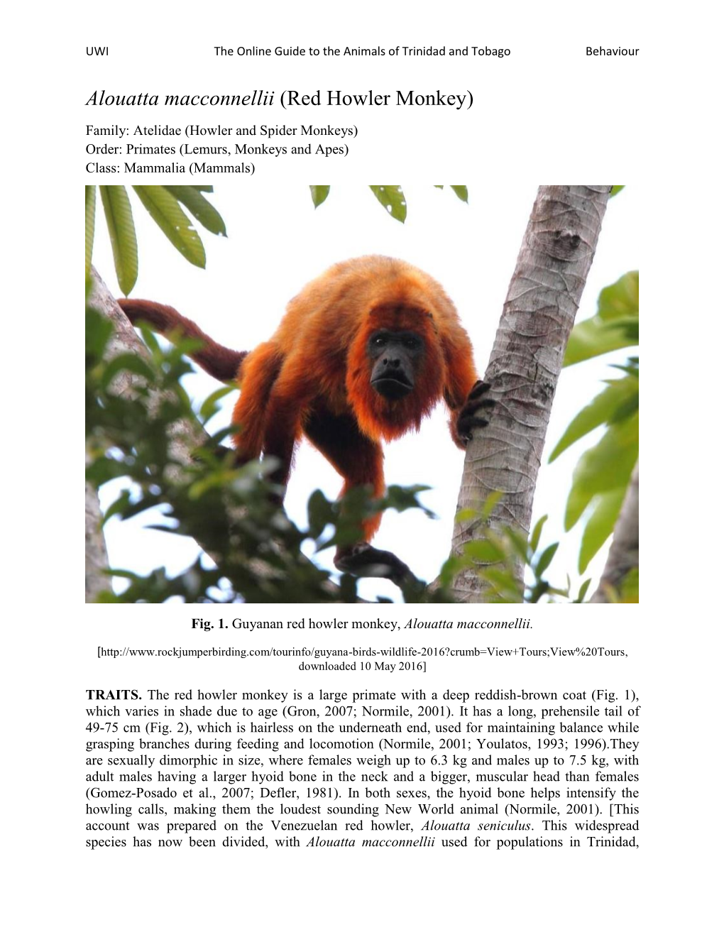 Alouatta Macconnellii (Red Howler Monkey)