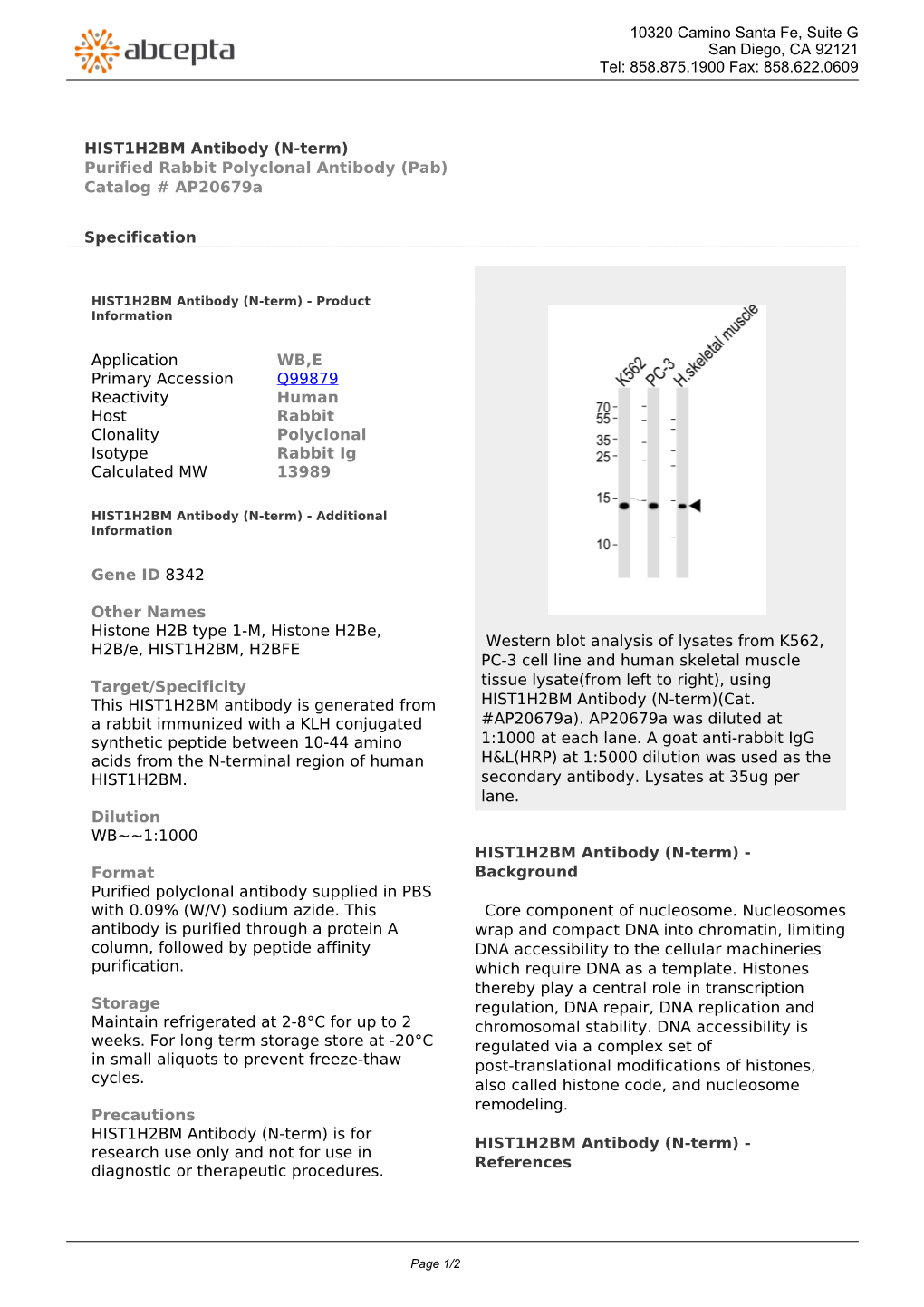 HIST1H2BM Antibody (N-Term) Purified Rabbit Polyclonal Antibody (Pab) Catalog # Ap20679a