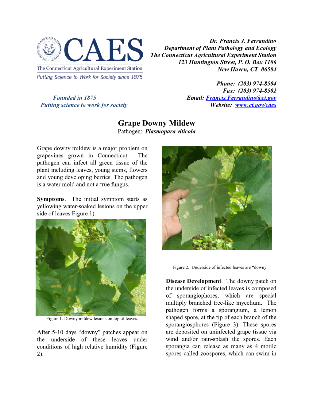 Grape Downy Mildew Pathogen: Plasmopara Viticola