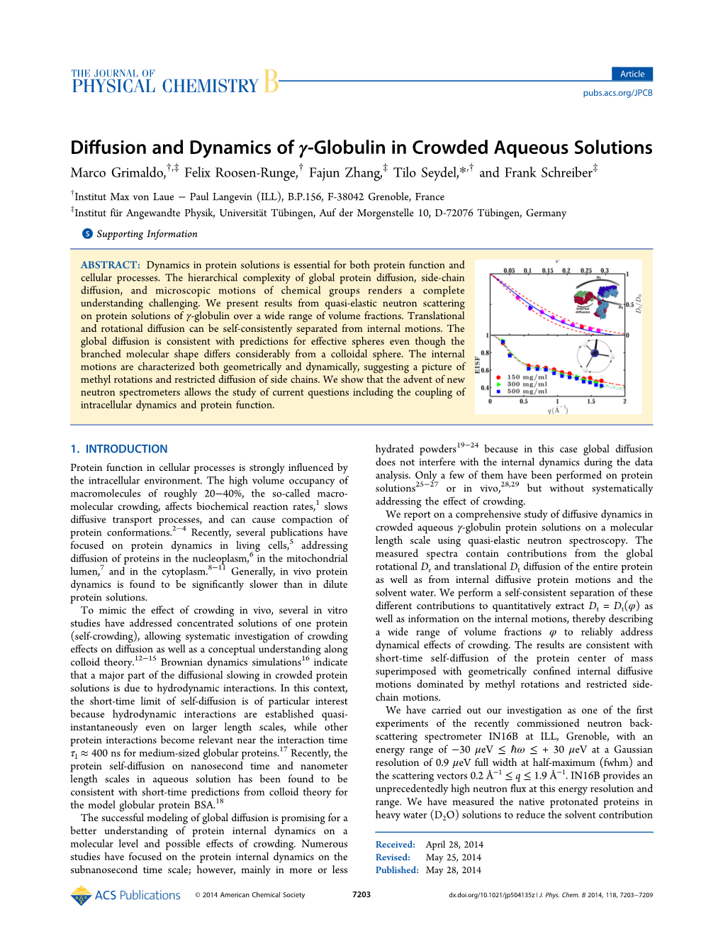 Diffusion and Dynamics of Γ‑Globulin in Crowded Aqueous Solutions