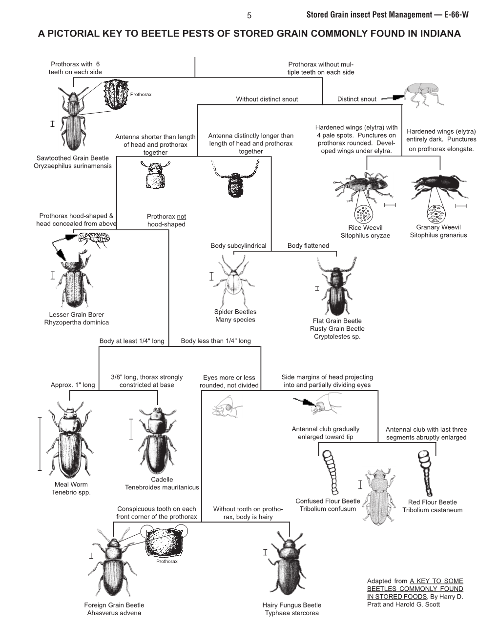 A Pictorial Key to Beetle Pests of Stored Grain Commonly Found in Indiana