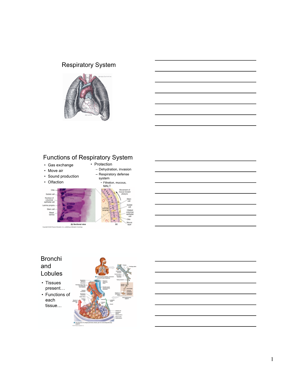 Respiratory System Functions of Respiratory System