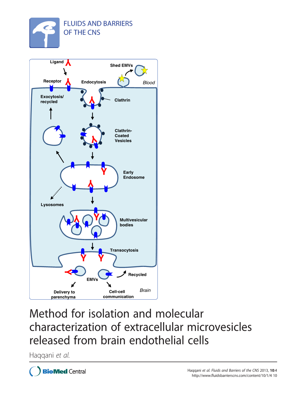 Method for Isolation and Molecular Characterization of Extracellular Microvesicles Released from Brain Endothelial Cells Haqqani Et Al