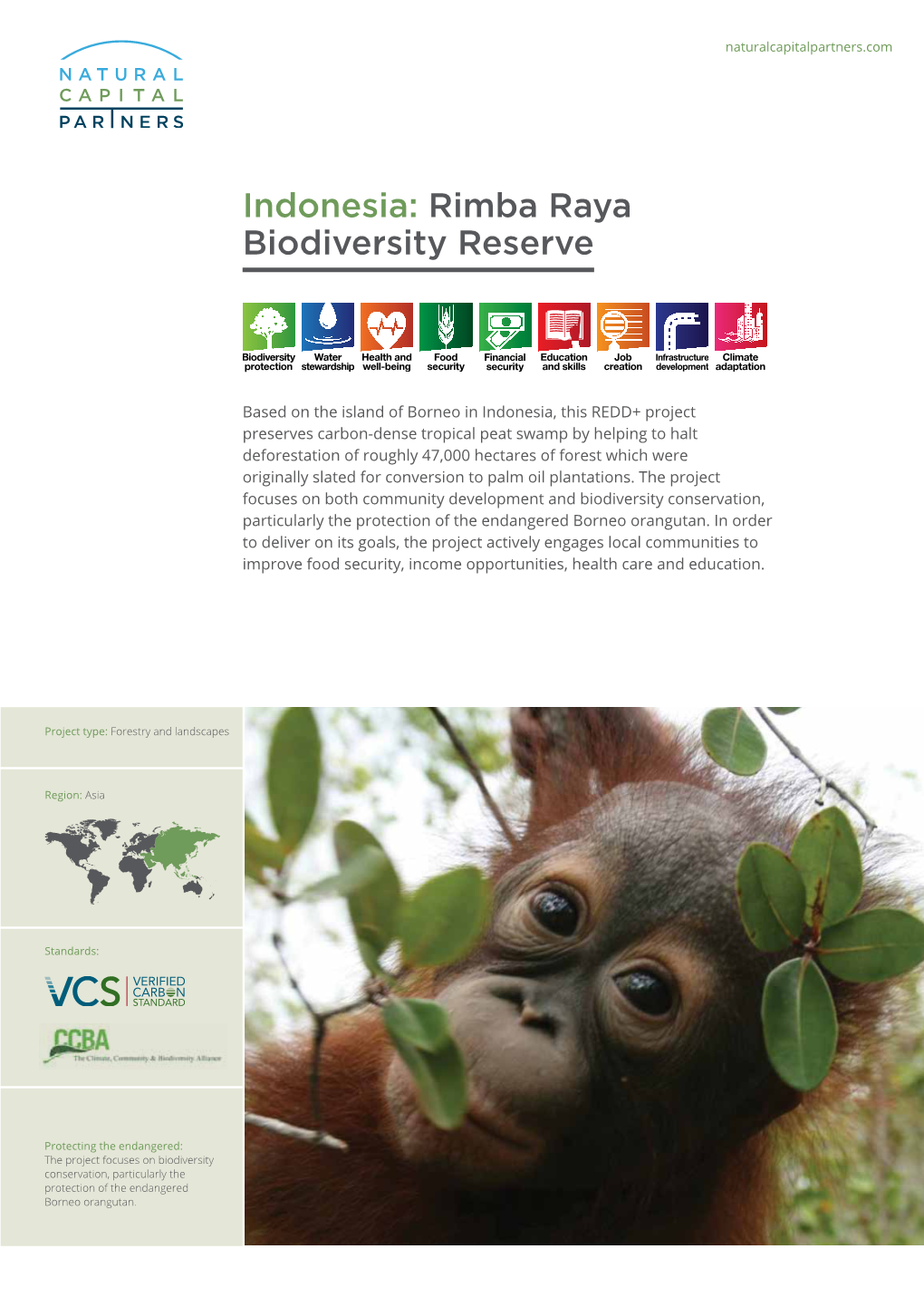 Rimba Raya Biodiversity Reserve