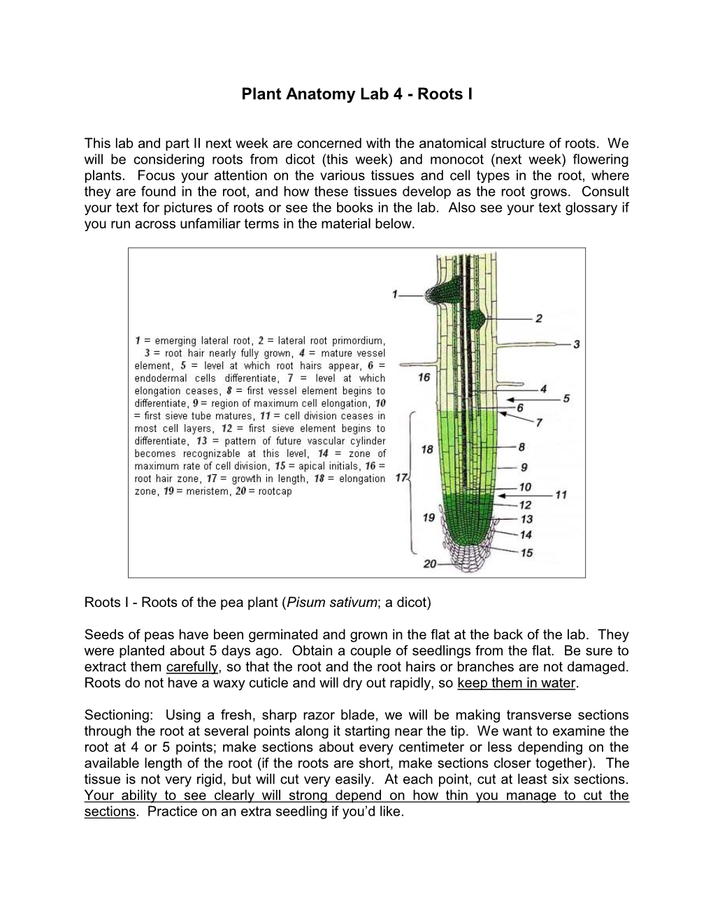 Plant Anatomy Lab 4 - Roots I