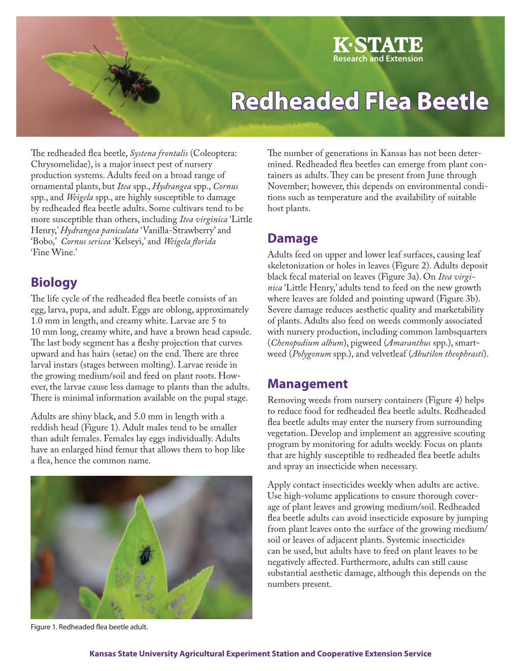 MF3225 Redheaded Flea Beetle