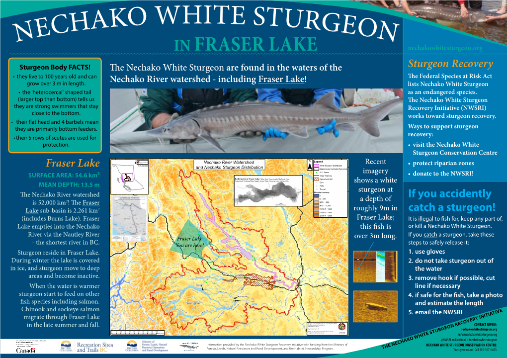 Recent Imagery Shows a White Sturgeon at a Depth of Roughly 9M in Fraser Lake; This Fish Is Over 3M Long