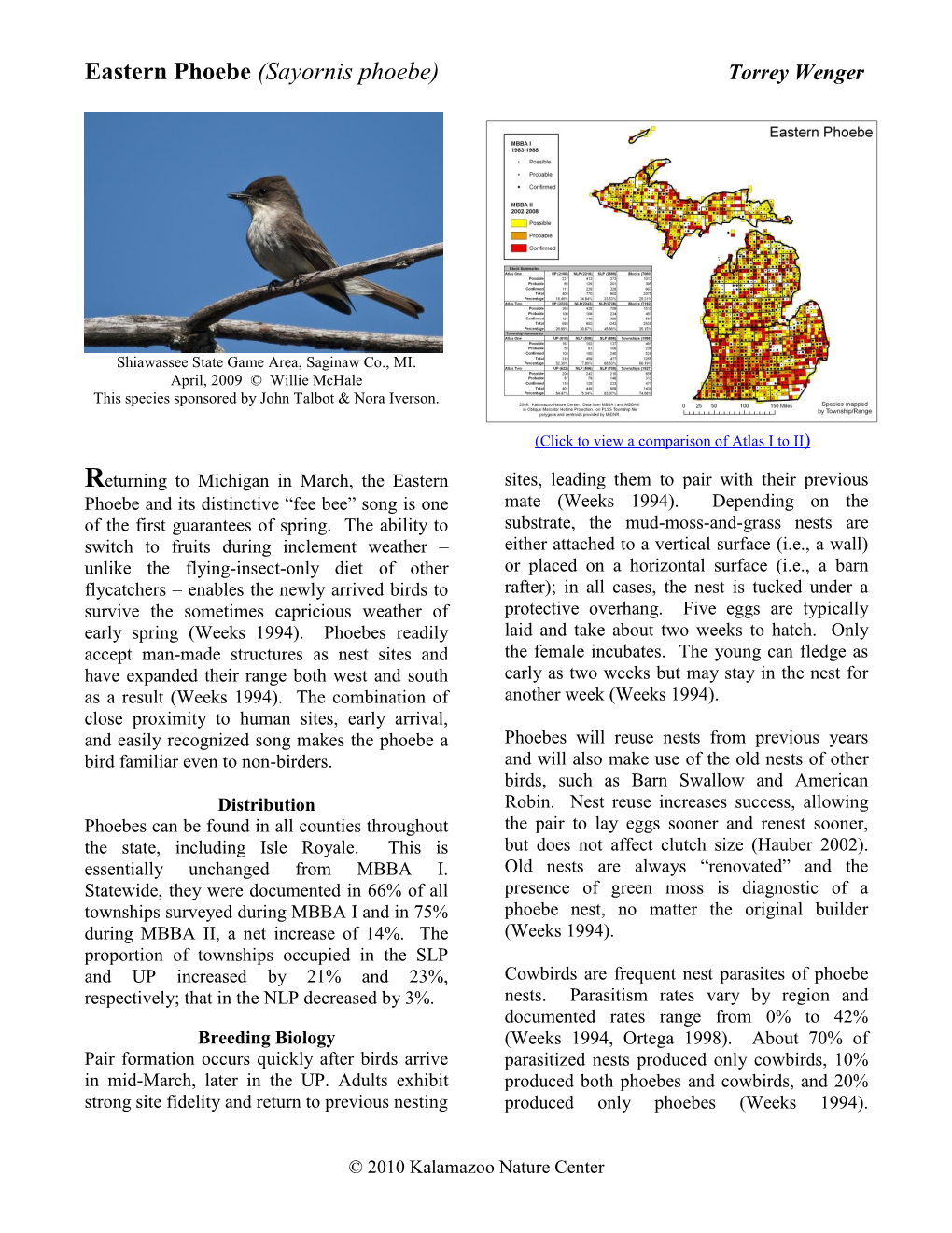 Eastern Phoebe (Sayornis Phoebe) Torrey Wenger