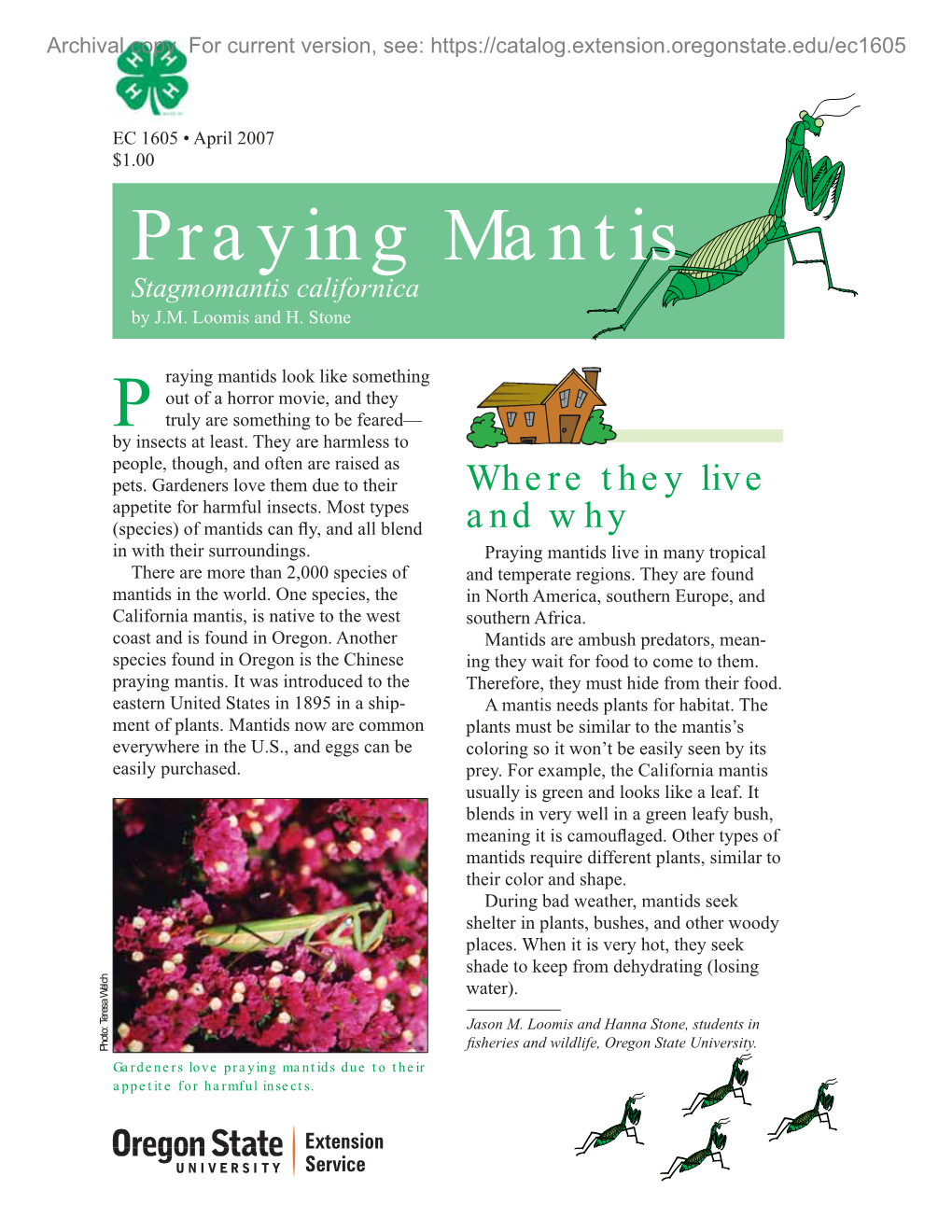 Praying Mantis Stagmomantis Californica by J.M