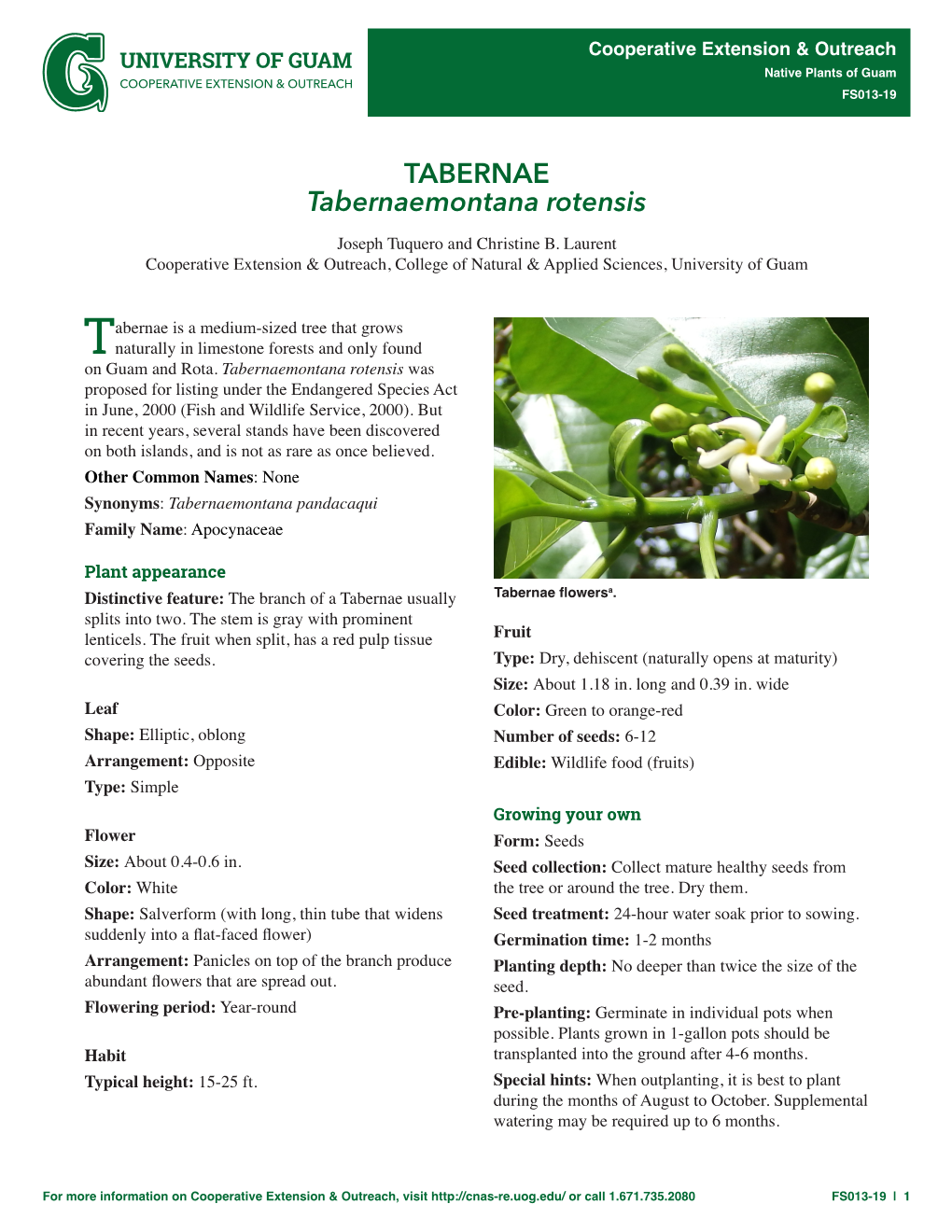 Tabernaemontana Rotensis TABERNAE