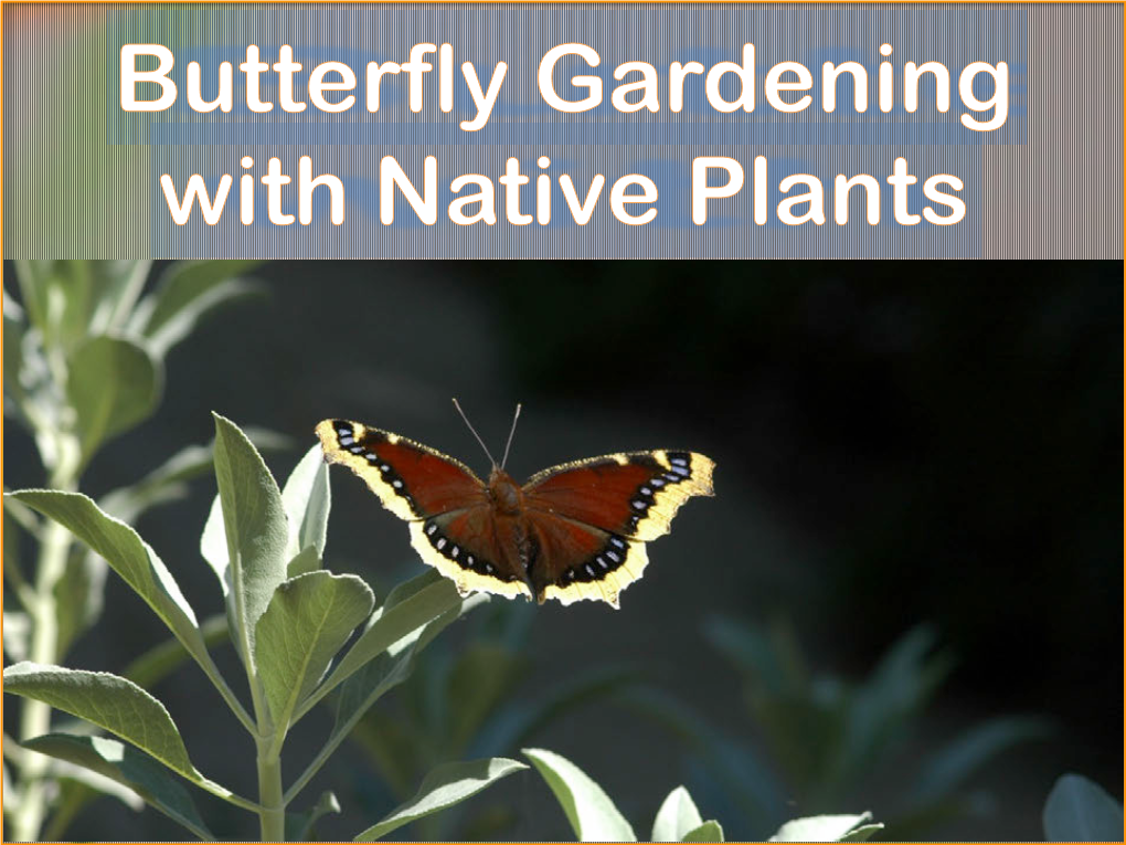 Butterfly Gardening with Native Plants, 2/4/2017