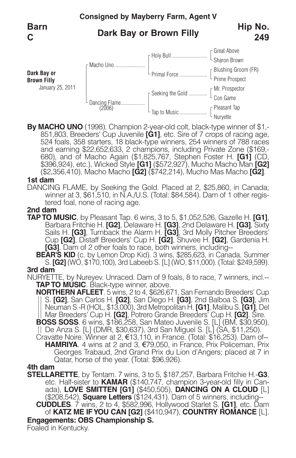 Dark Bay Or Brown Filly Barn C Hip No