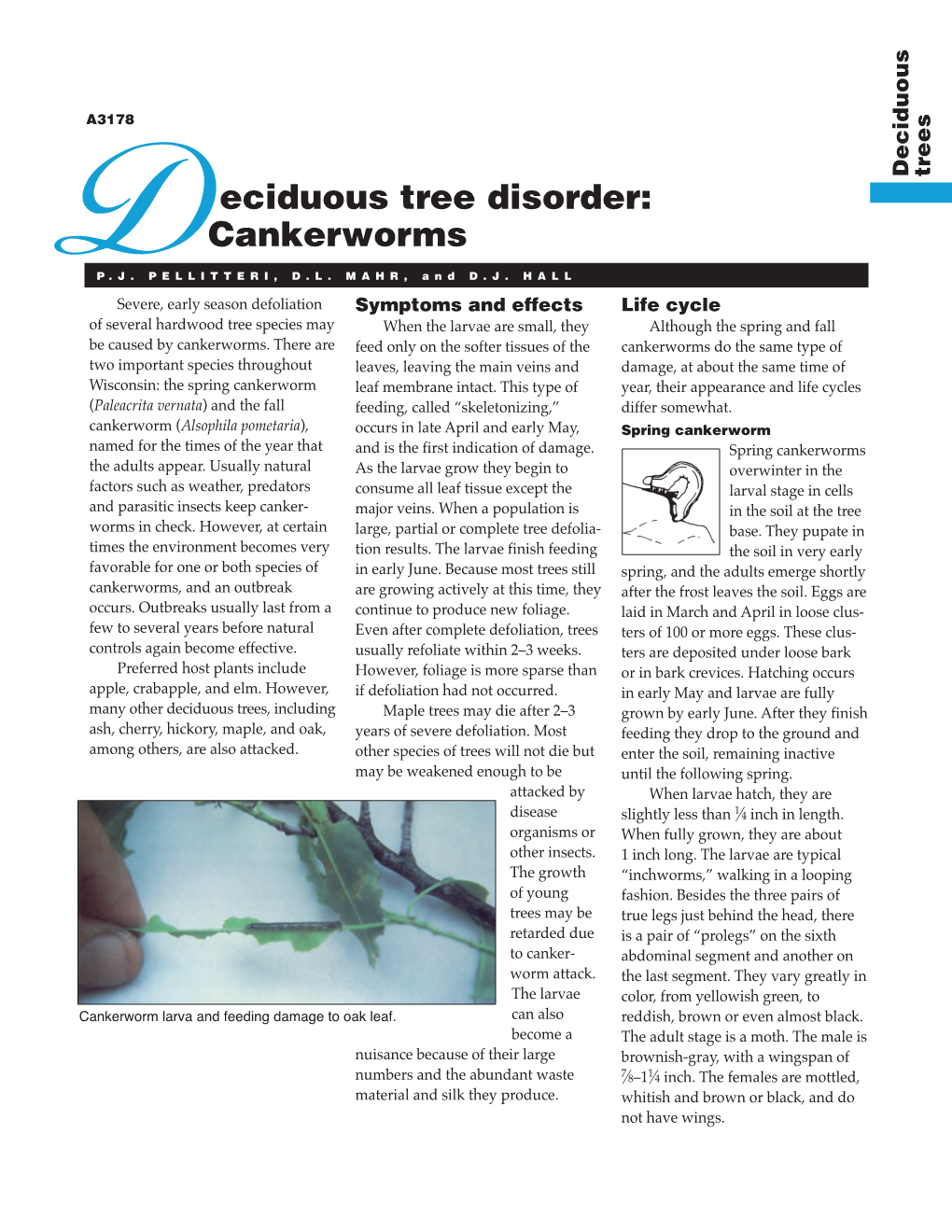 Deciduous Tree Disorder: Cankerworms (A3178)