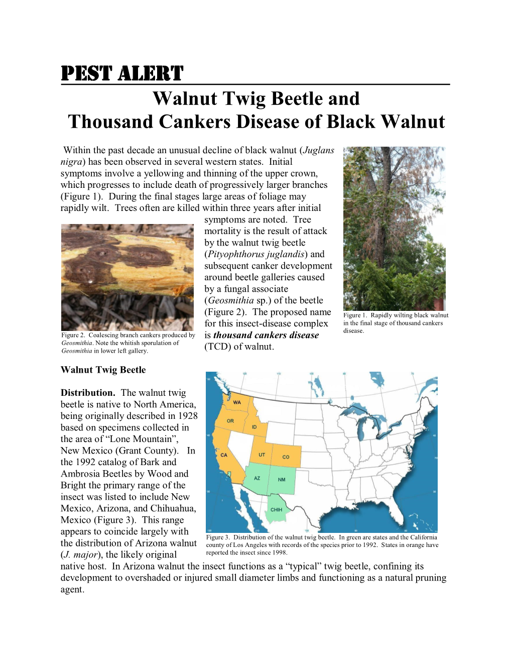 Pest Alert: Thousand Cankers Disease of Black Walnut