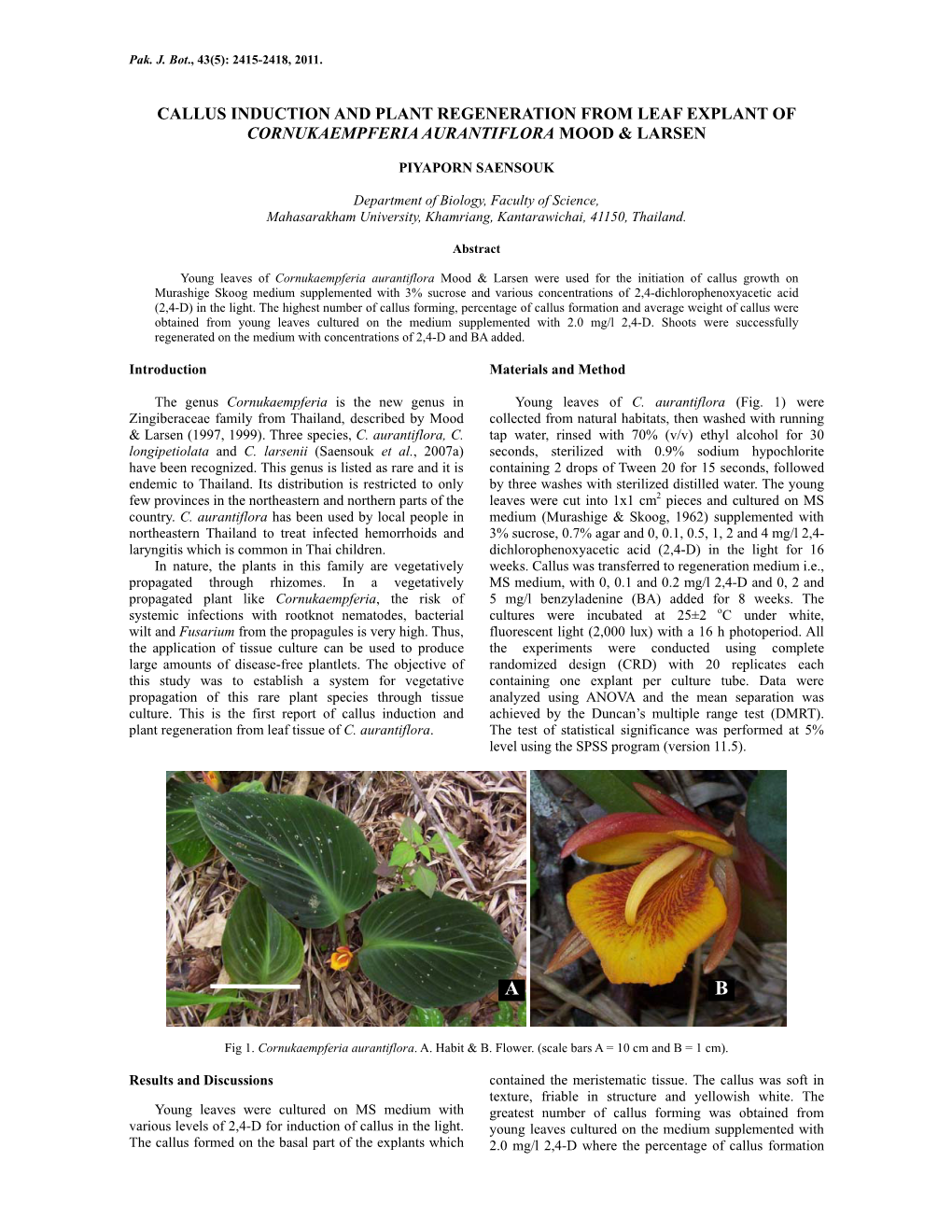 Callus Induction and Plant Regeneration from Leaf Explant of Cornukaempferia Aurantiflora Mood & Larsen