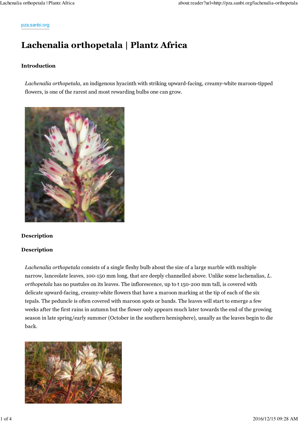 Lachenalia Orthopetala | Plantz Africa About:Reader?Url=