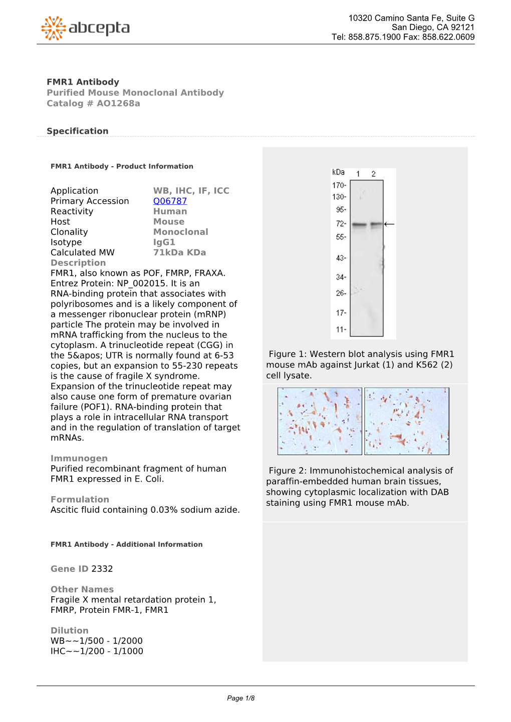 FMR1 Antibody Purified Mouse Monoclonal Antibody Catalog # Ao1268a