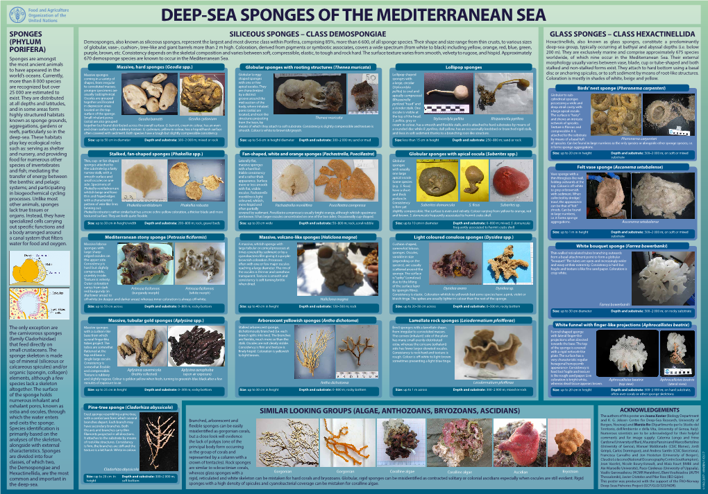 Deep-Sea Sponges of the Mediterranean Sea