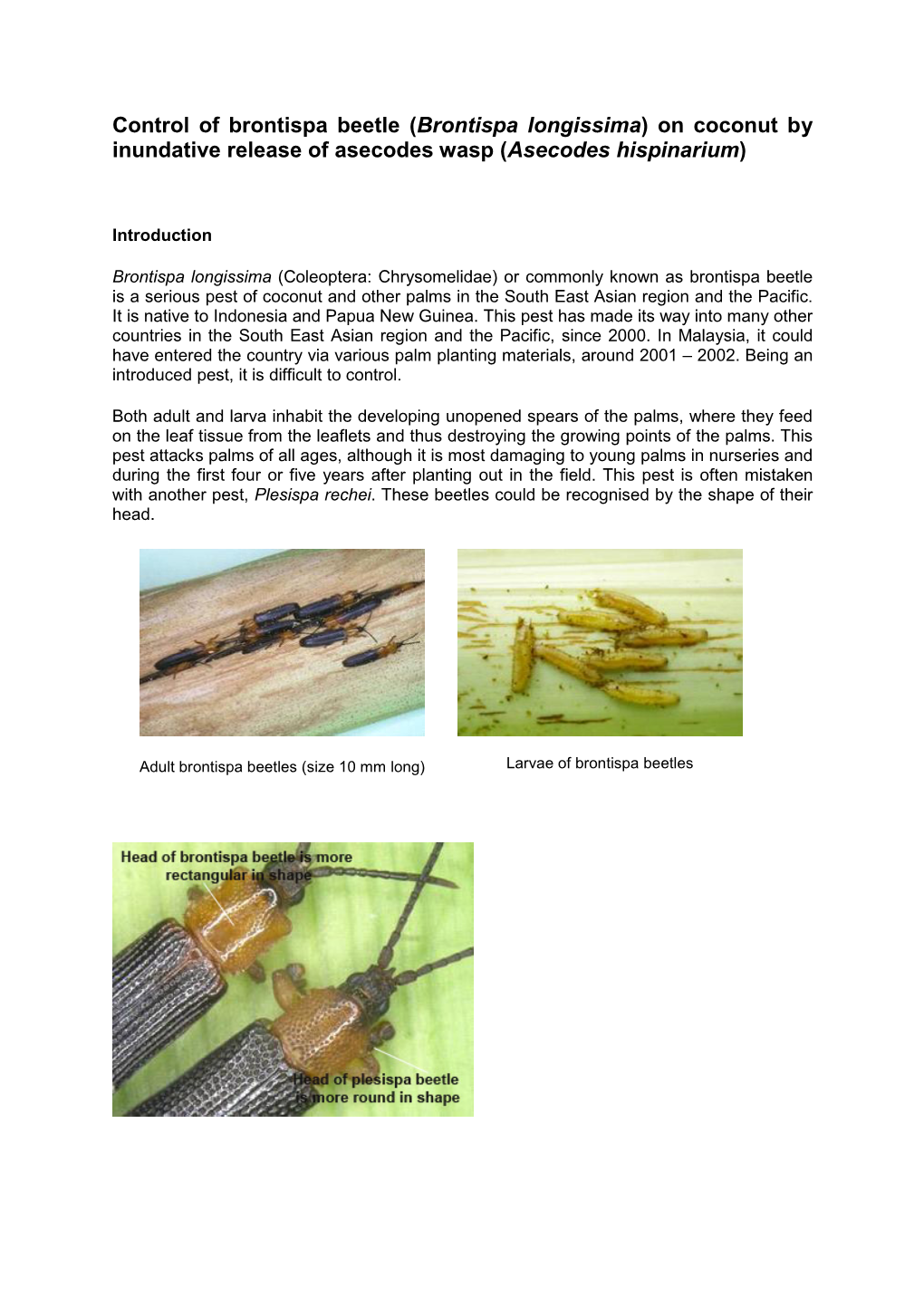 Control of Brontispa Beetle (Brontispa Longissima) on Coconut by Inundative Release of Asecodes Wasp (Asecodes Hispinarium)