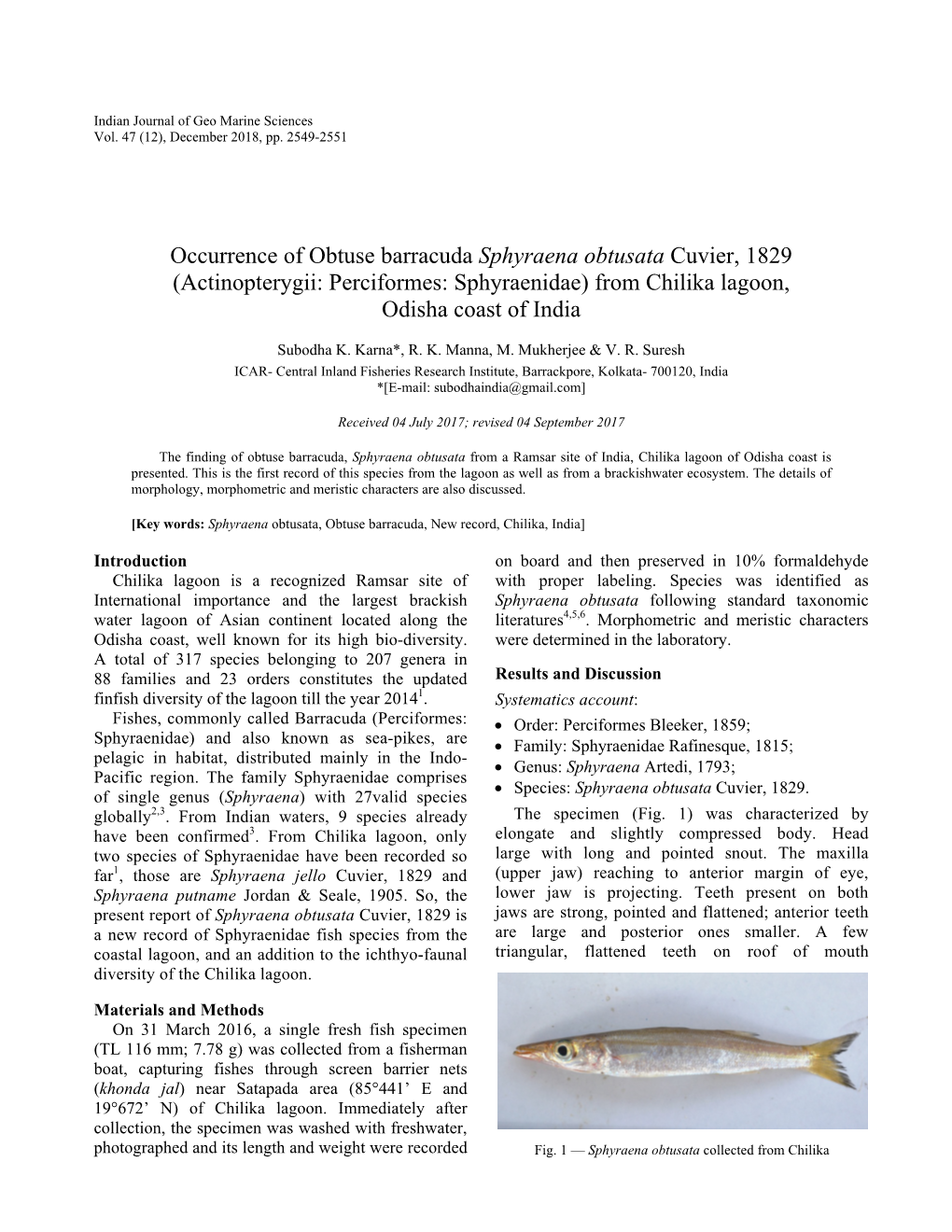 Occurrence of Obtuse Barracuda Sphyraena Obtusata Cuvier, 1829 (Actinopterygii: Perciformes: Sphyraenidae) from Chilika Lagoon, Odisha Coast of India