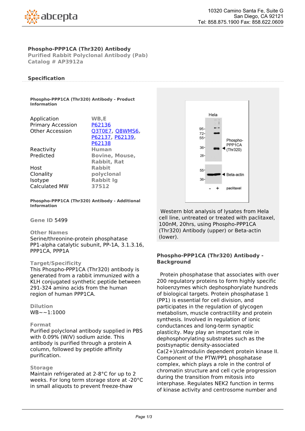 Phospho-PPP1CA (Thr320) Antibody Purified Rabbit Polyclonal Antibody (Pab) Catalog # Ap3912a