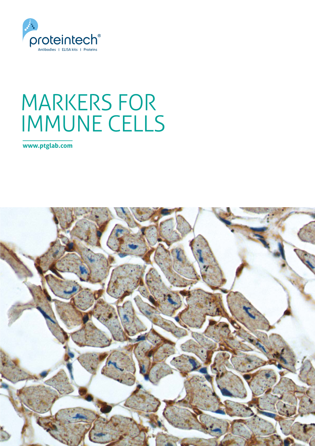 MARKERS for IMMUNE CELLS 2 Markers for Immune Cells