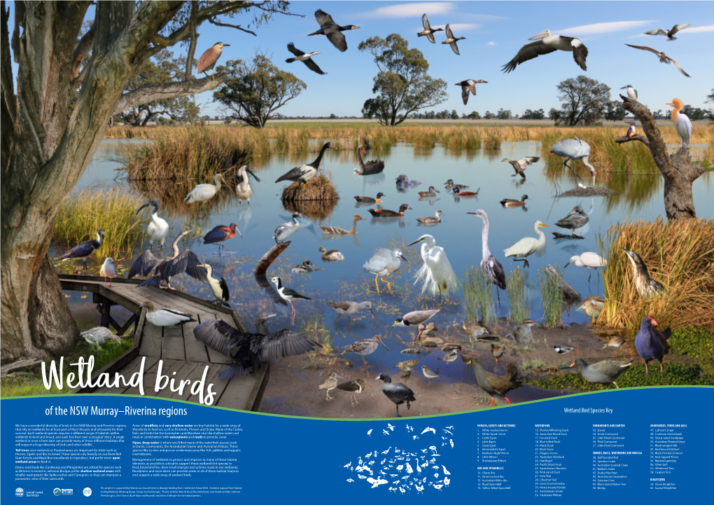 Wetland Birds of the NSW Murray-Riverina Region