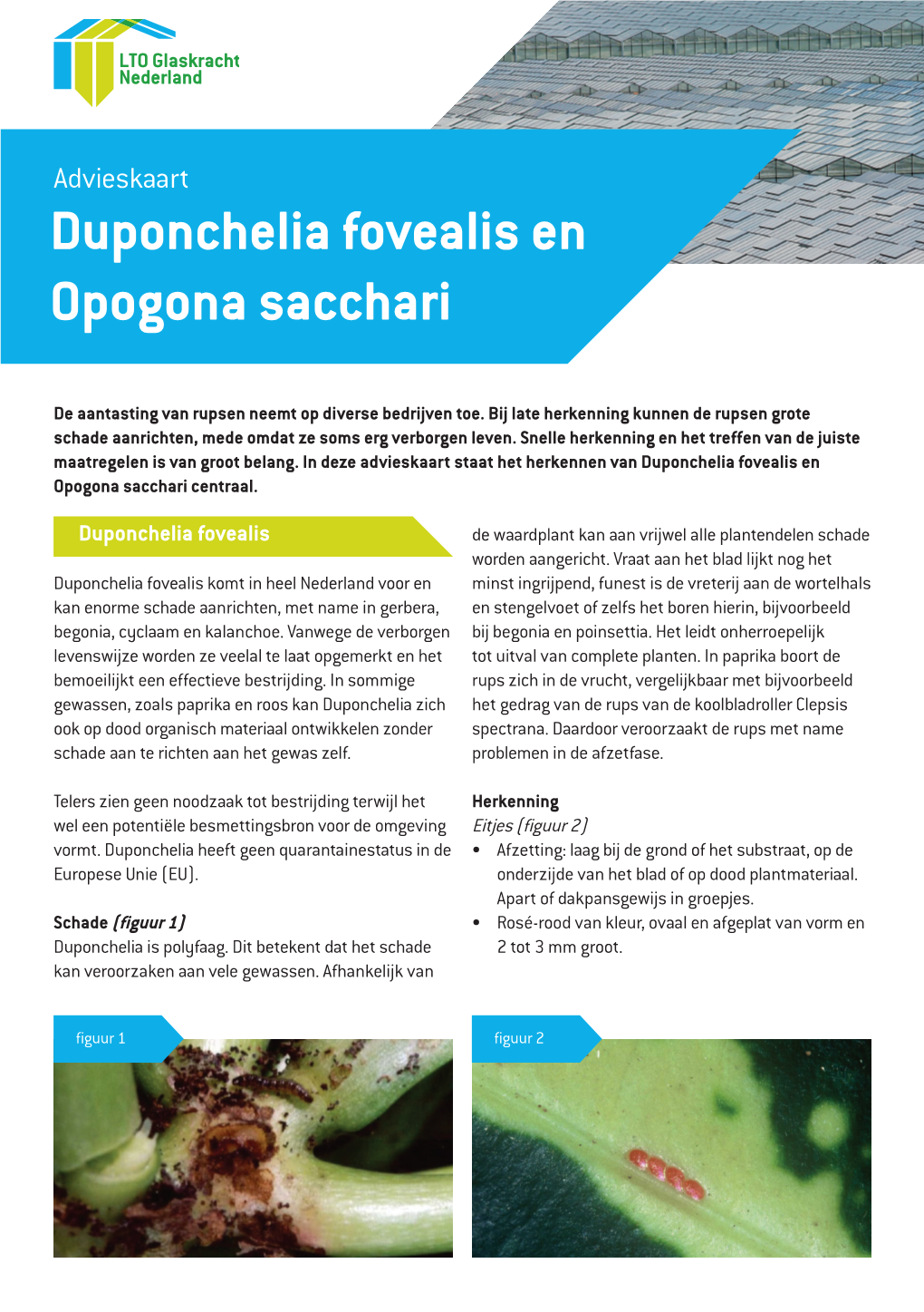 170519 Advieskaart Duponchelia Fovealis En Opogona Sacchari.Indd
