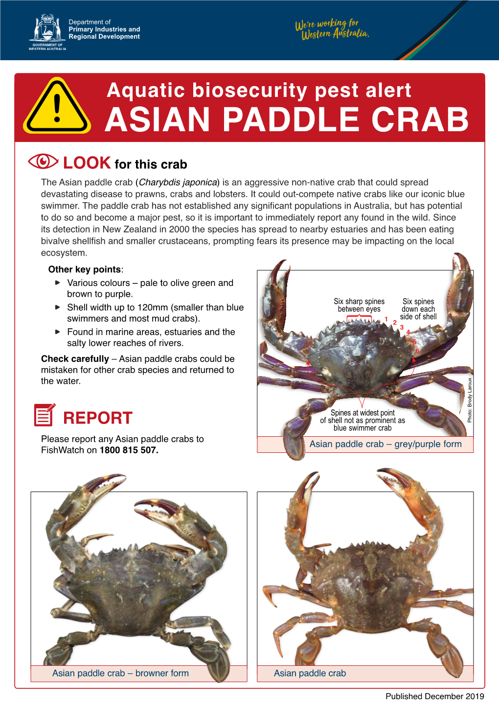 Aquatic Biosecurity Pest Alert ASIAN PADDLE CRAB