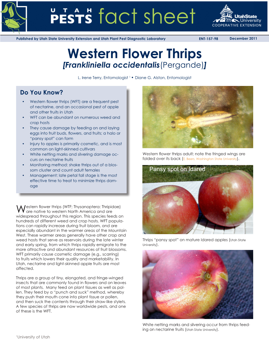 Western Flower Thrips (Frankliniella Occidentalis)