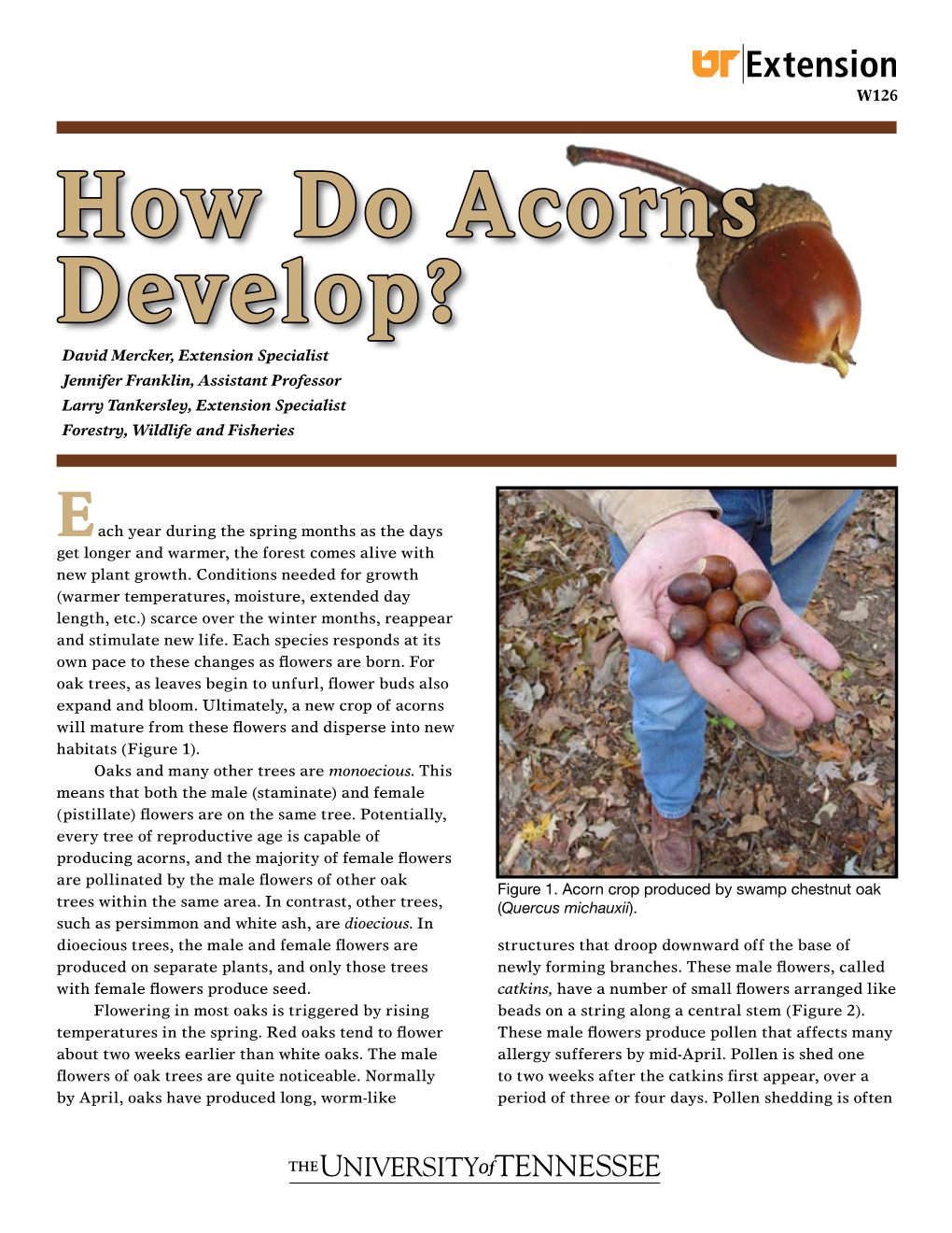 How Do Acorns Develop?