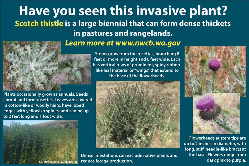 Have You Seen This Invasive Plant? Scotch Thistle Is a Large Biennial That Can Form Dense Thickets in Pastures and Rangelands
