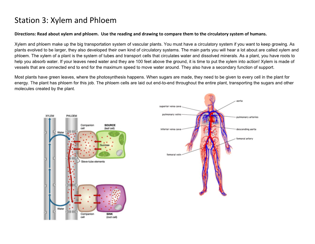 Station 3: Xylem and Phloem