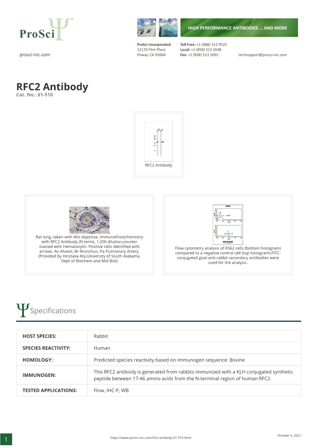 RFC2 Antibody Cat