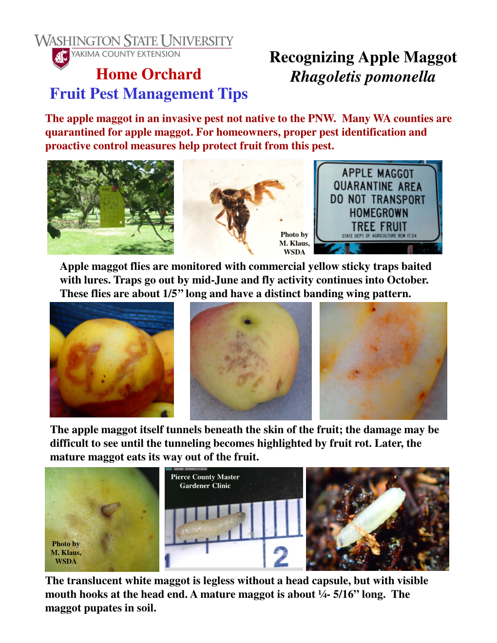 Recognizing Apple Maggot Rhagoletis Pomonella