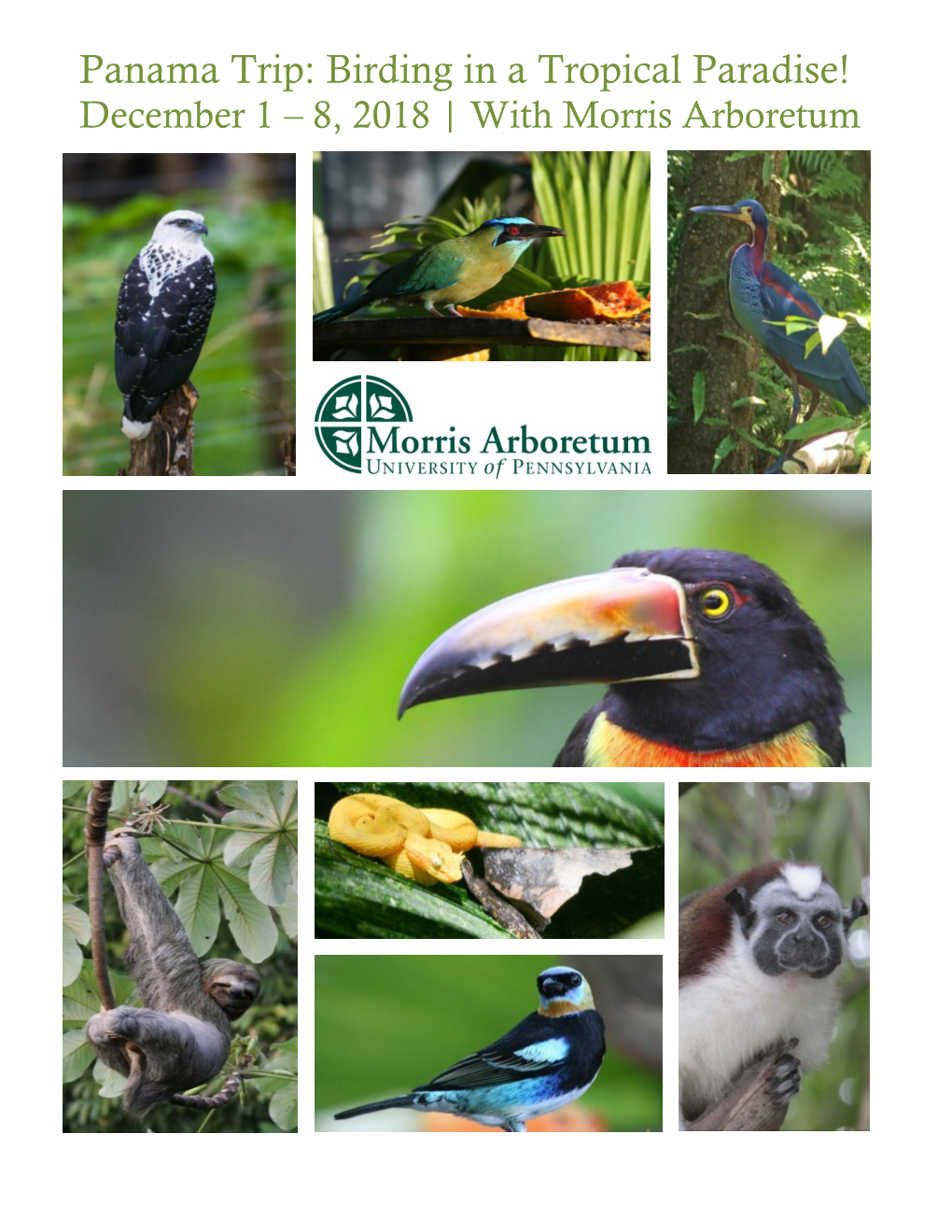 Panama Trip: Birding in a Tropical Paradise! December 1 – 8, 2018 | with Morris Arboretum