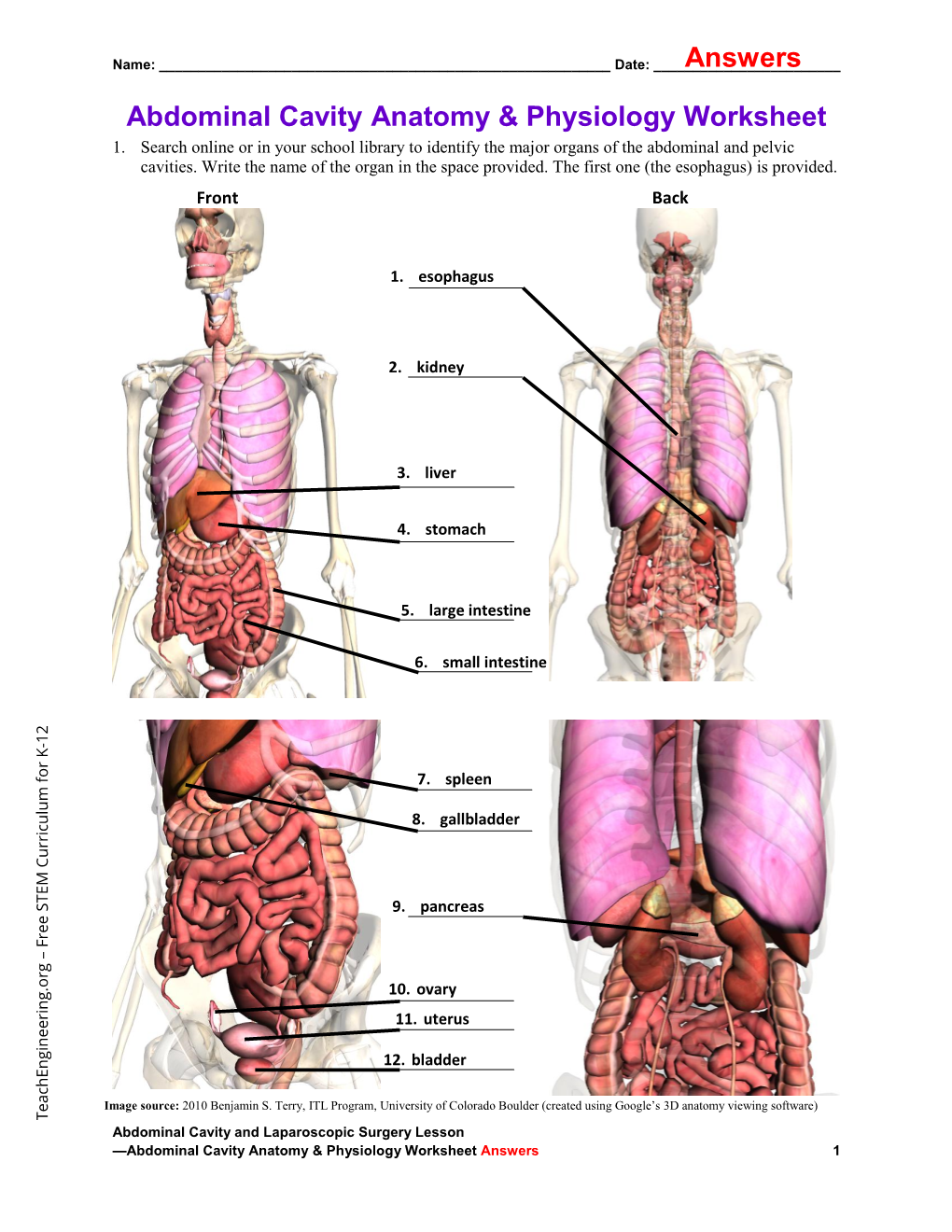 Abdominal Cavity Anatomy & Physiology Worksheet Answers (Pdf)