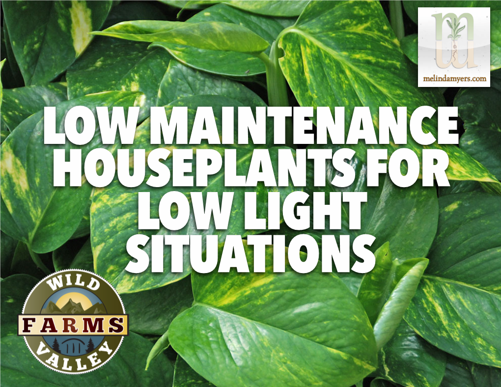 Low Maintenance Houseplants for Low Light