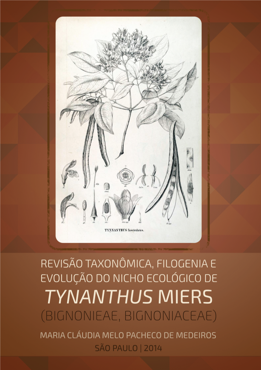 Tynanthus Fasciculatus (Vell.) Miers - Modificação Da Ilustração Original Publicada Na Flora Brasiliensis, Volume 8, Parte 2 (1896) (Prancha 88)