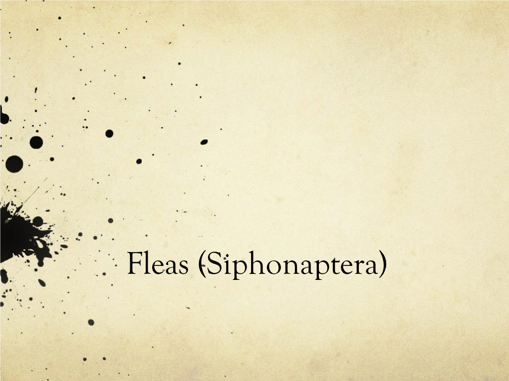 Fleas (Siphonaptera) Taxonomy