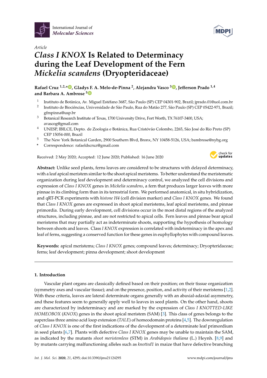 Class I KNOX Is Related to Determinacy During the Leaf Development of the Fern Mickelia Scandens (Dryopteridaceae)