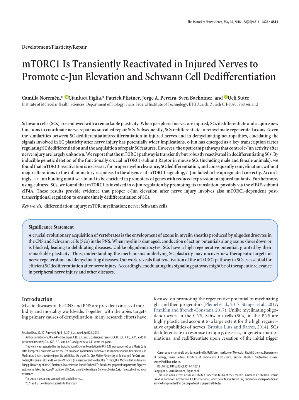 Mtorc1 Is Transiently Reactivated in Injured Nerves to Promote C-Jun Elevation and Schwann Cell Dedifferentiation