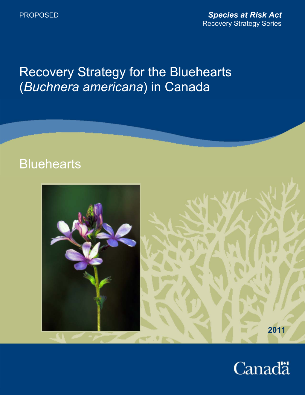 Bluehearts (Buchnera Americana) in Canada