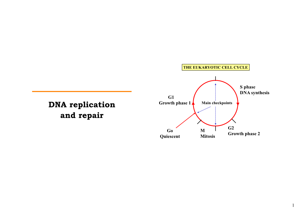 DNA Replication and Repair Disorders Disorder Frequency Defect Fanconi’S Anaemia 1/22,000 in Some Deficient Excision Popns