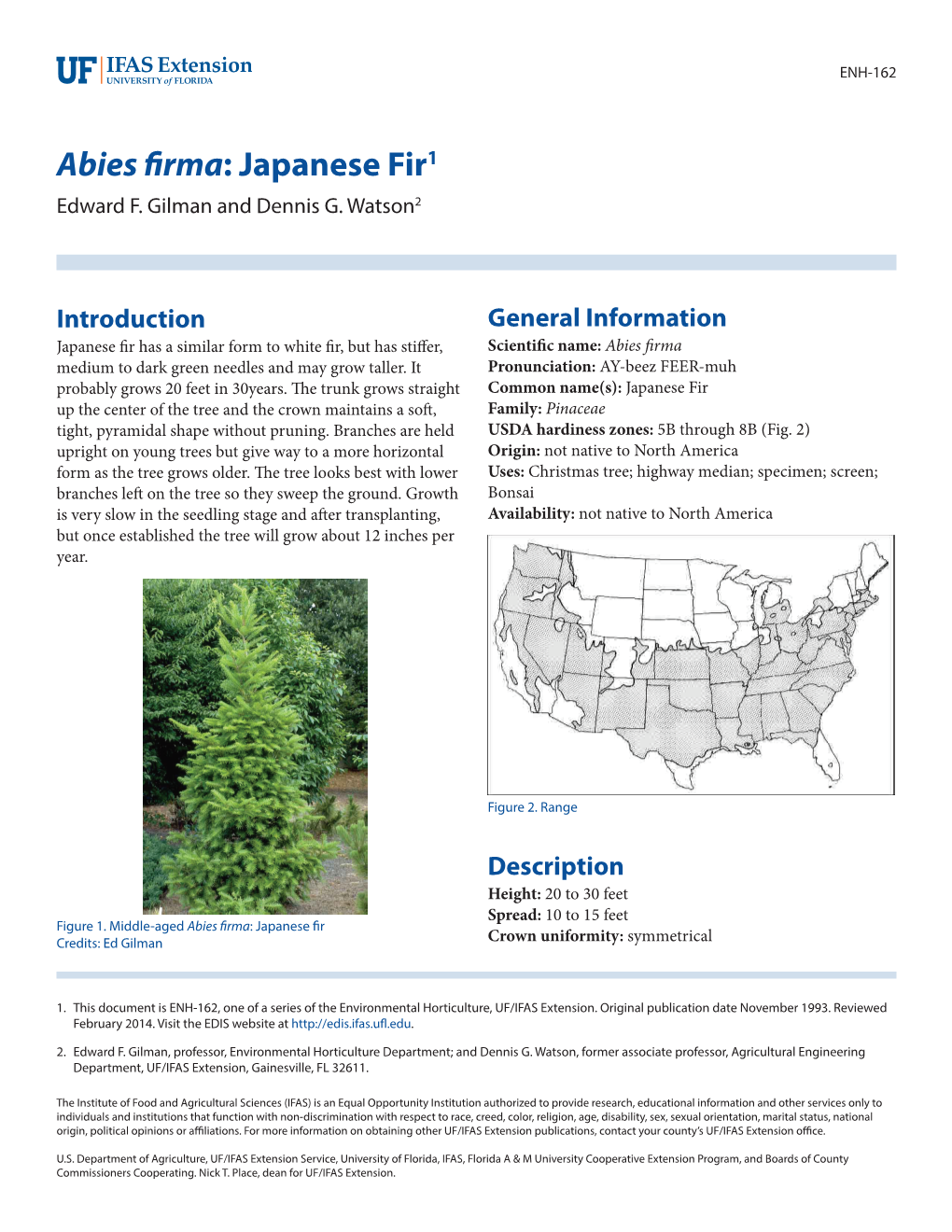 Abies Firma: Japanese Fir1 Edward F